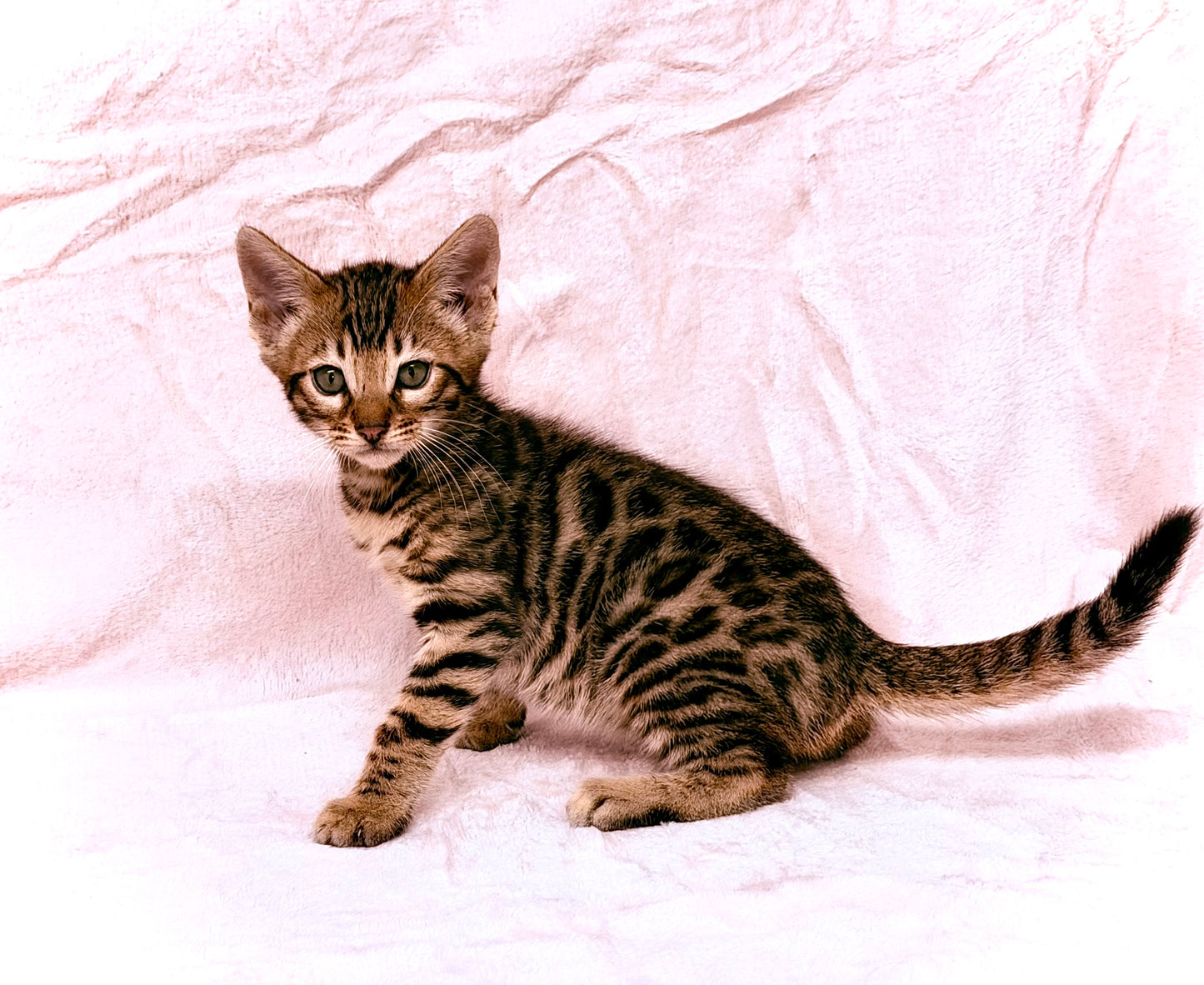 Brown Rosetted Bengal Kitten