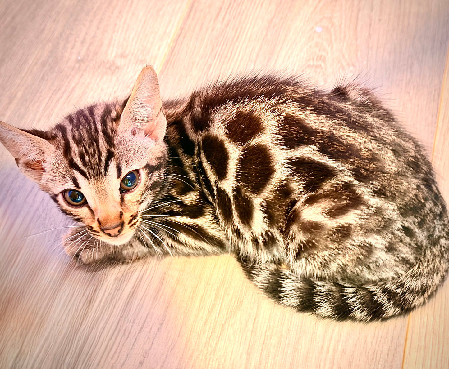 Brown Rosetted Bengal Kitten
