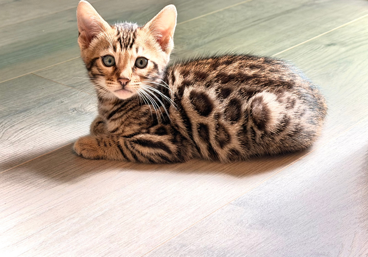 Brown Rosetted 2nd Gen Bengal Kitten