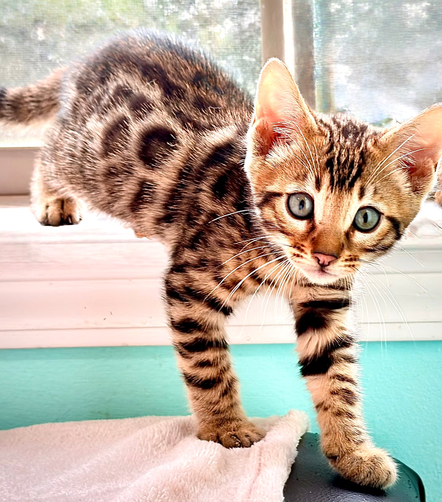 Brown Rosetted Bengal kitten