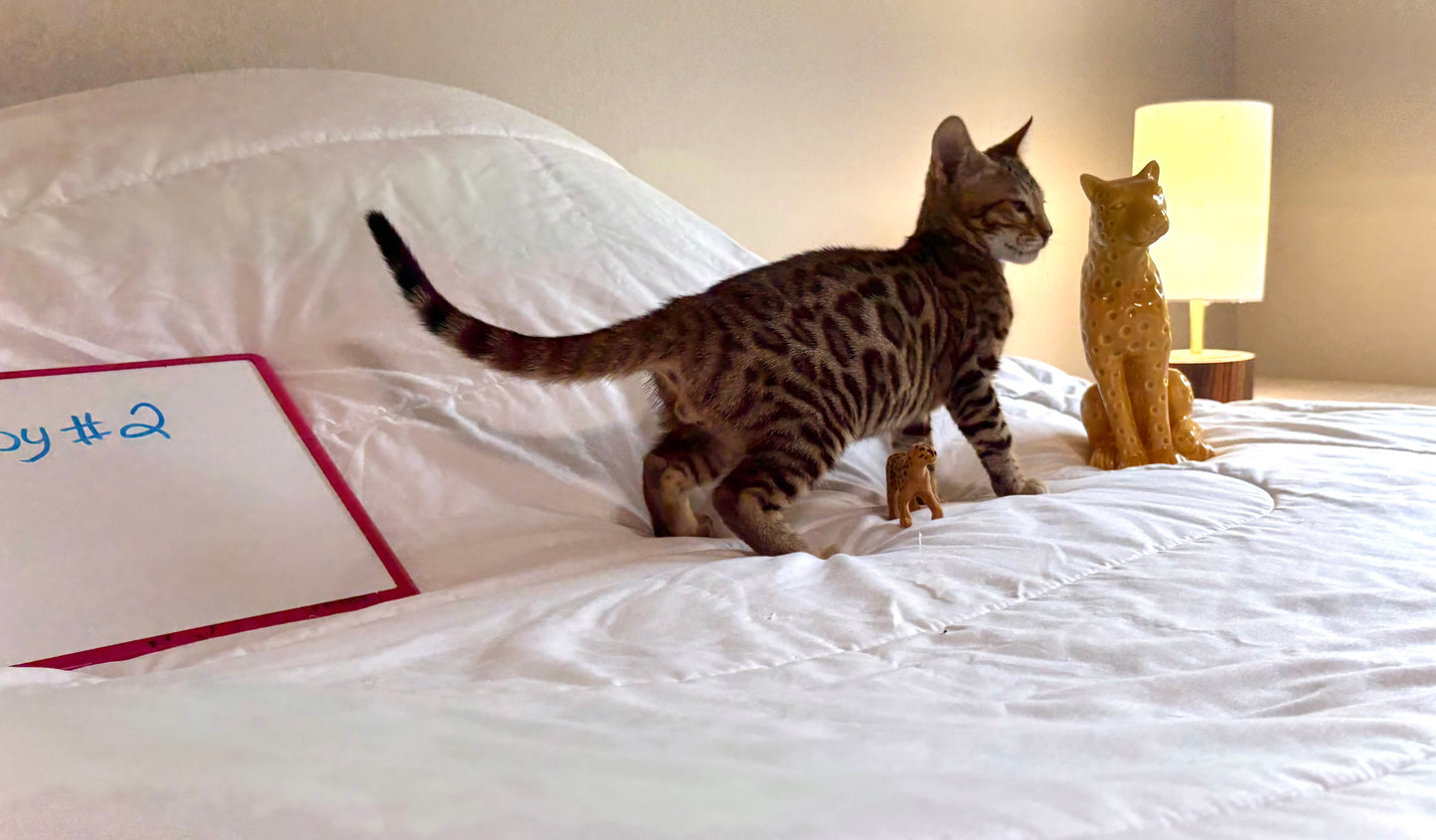Brown Rosetted Boy Bengal kitten