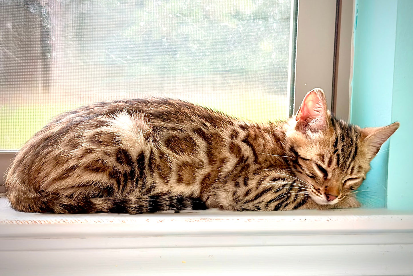 Brown Rosetted Bengal Kitten