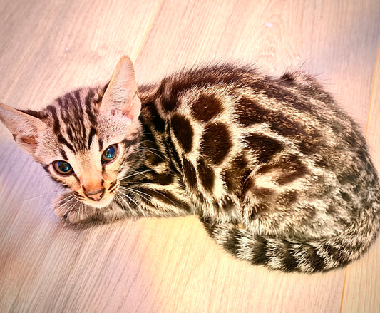 Brown Rosetted Bengal Kitten