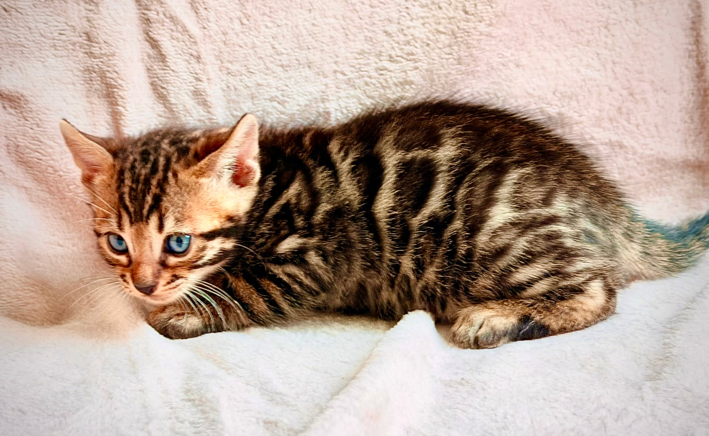 Brown Rosetted Bengal Kitten