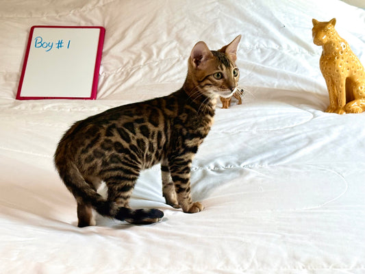 Brown Rosetted Boy Bengal Kitten