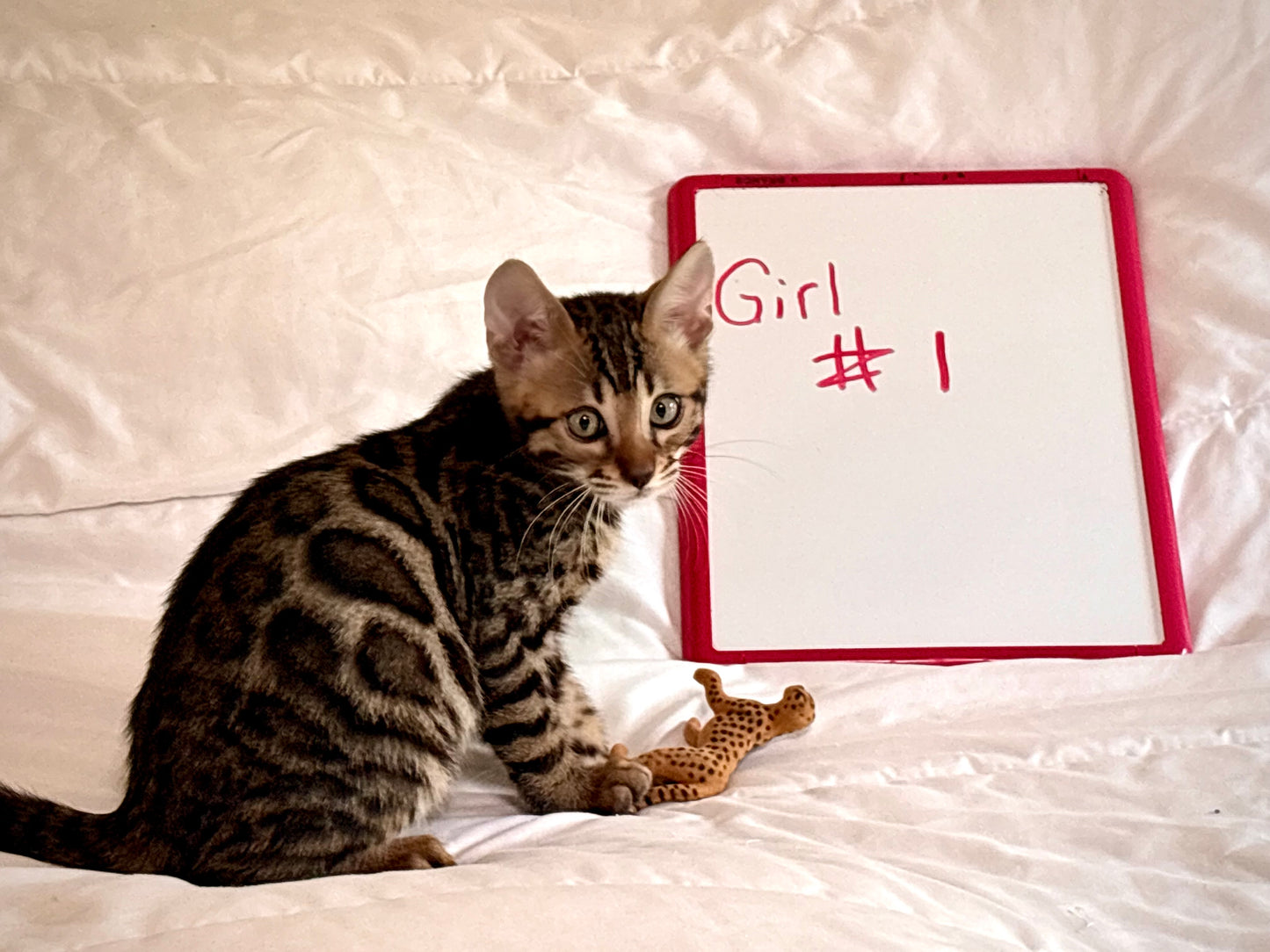 Brown Rosetted Girl 2nd Gen  Bengal Kitten