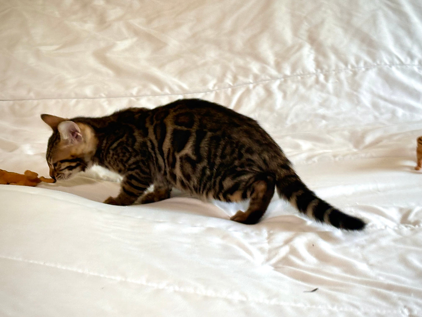 Brown Rosetted Girl 2nd Gen  Bengal Kitten