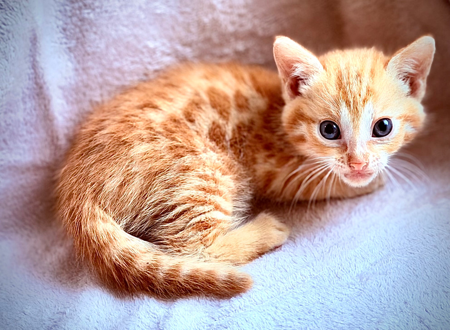 Exotic and Rare Red Sorrel 2nd Gen Bengal  Kitten