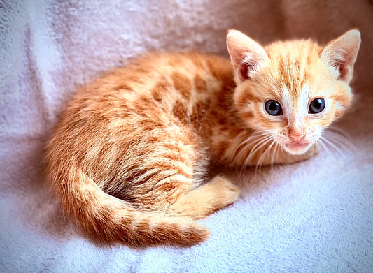 Exotic and Rare Red Sorrel 2nd Gen Bengal  Kitten