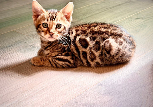 Brown Rosetted 2nd Gen  Bengal Kitten